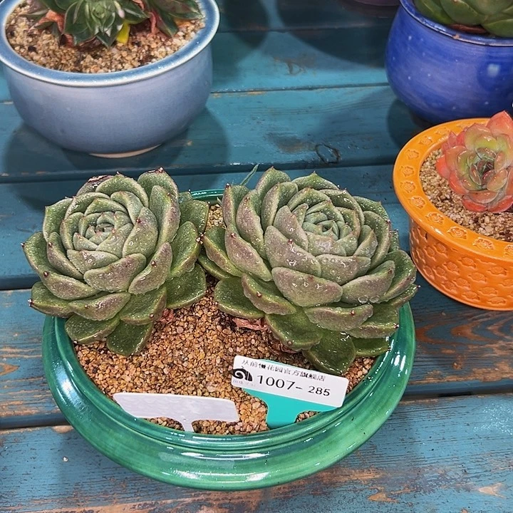 多***多多肉一物一拍1007-285带盆