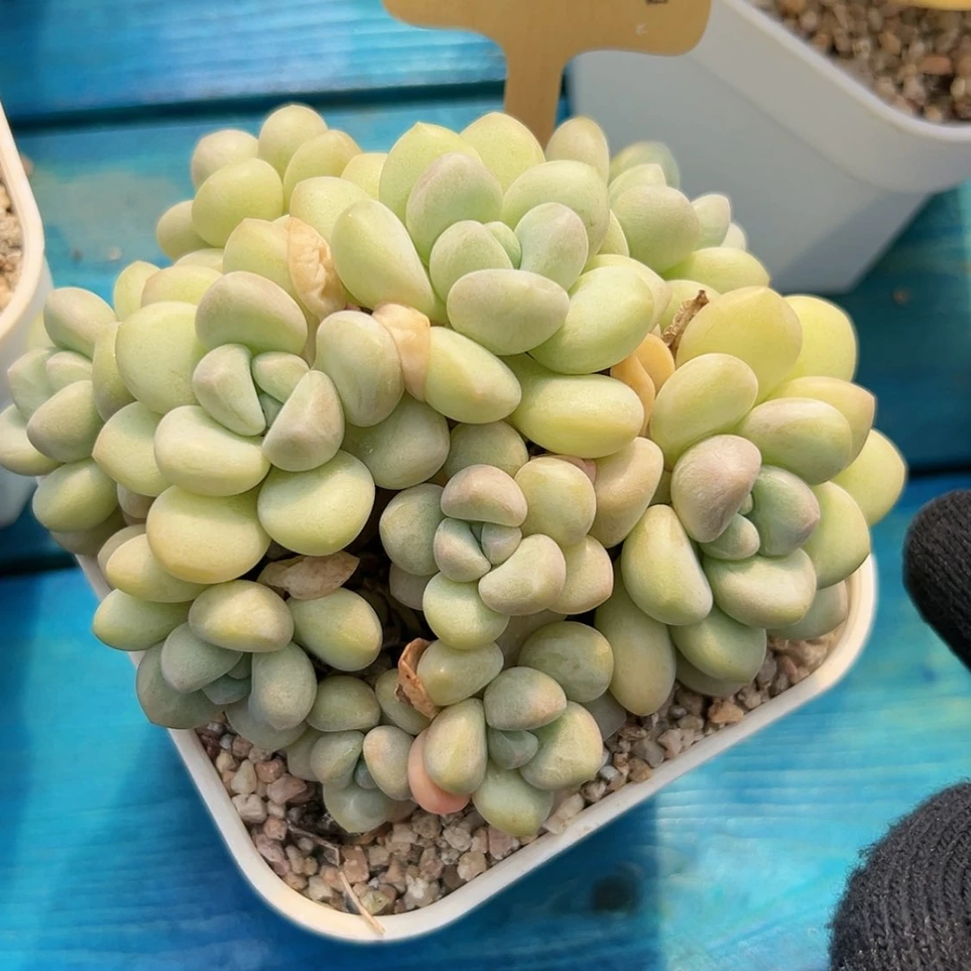 【闪购商品】泡泡糖