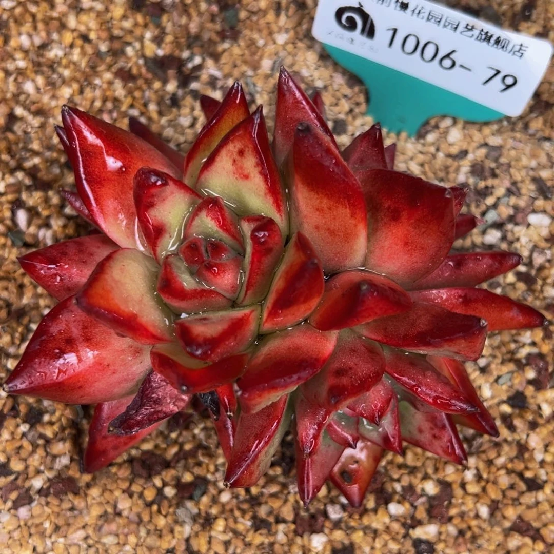 从前慢多肉精选编号1006.79