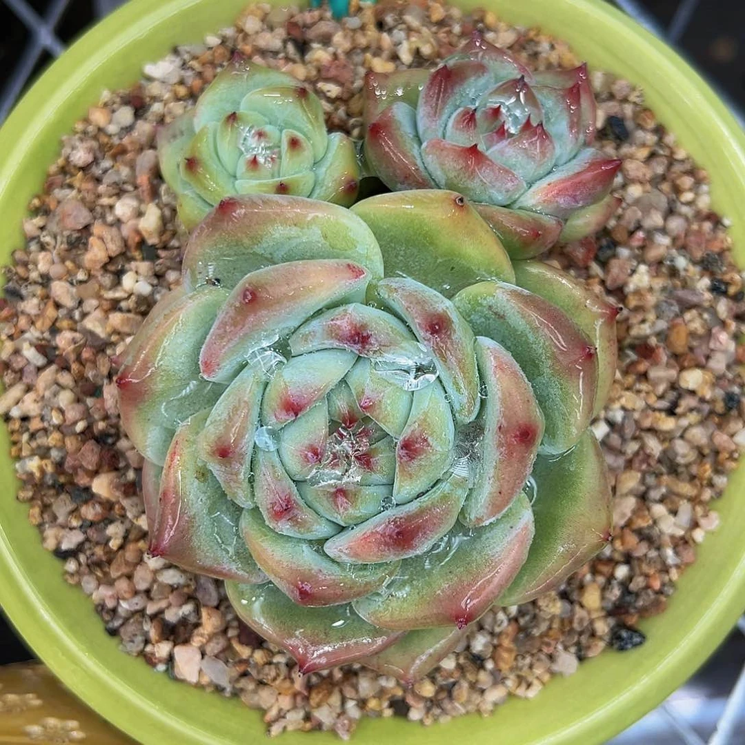 多肉一物一拍0827-233