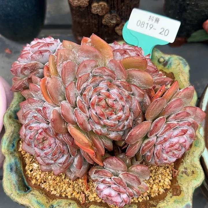 从前慢花园多肉编号0819-20