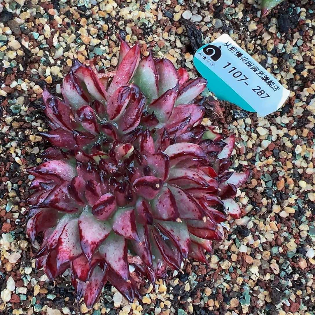 多肉编号1107-287