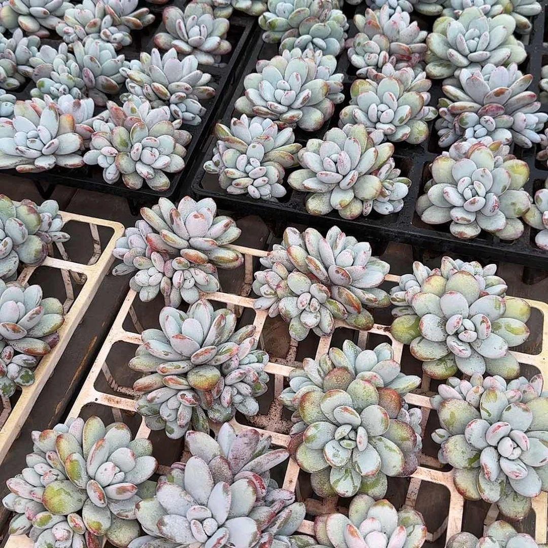 从前慢花园雪美人