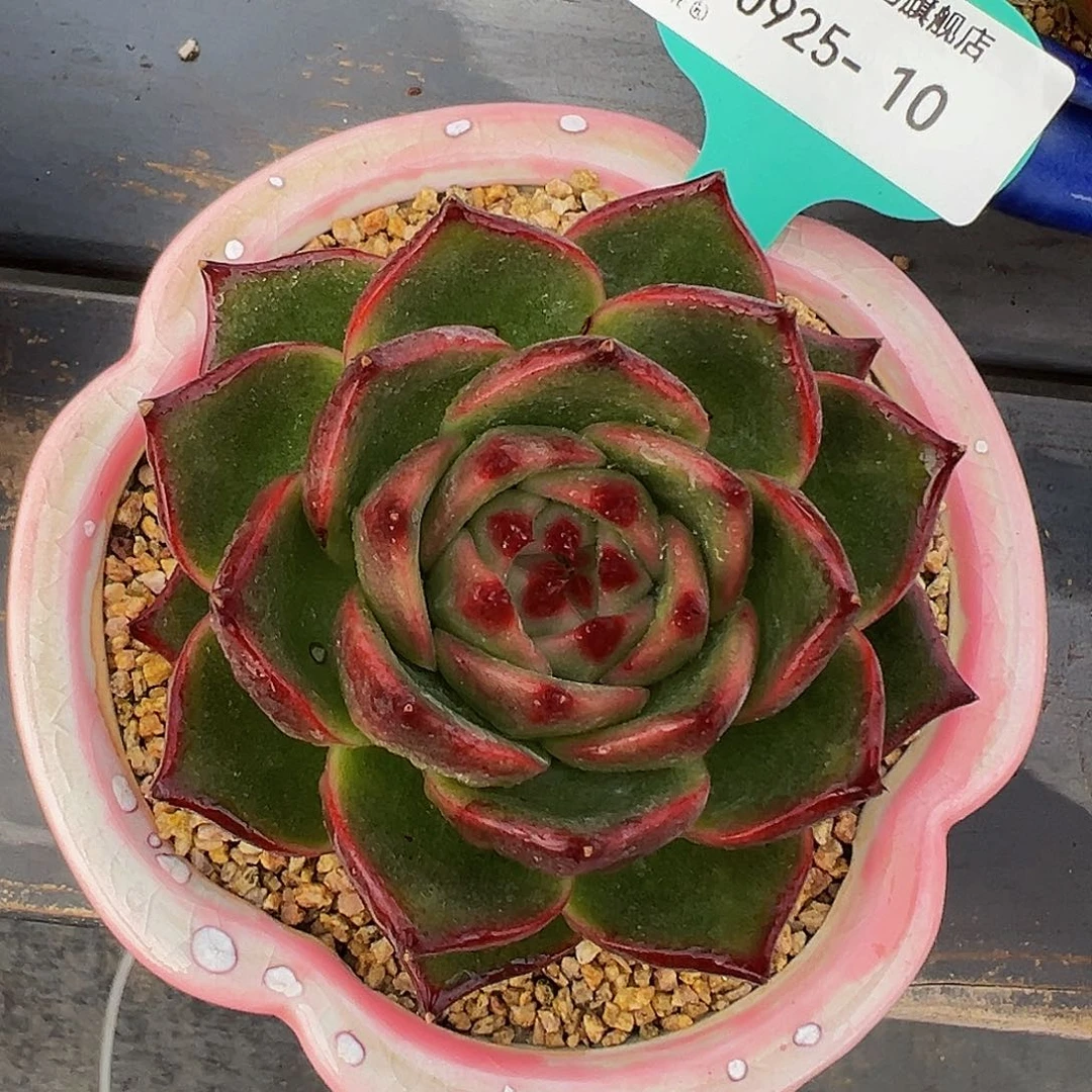 从前慢多肉精选编号0925.10
