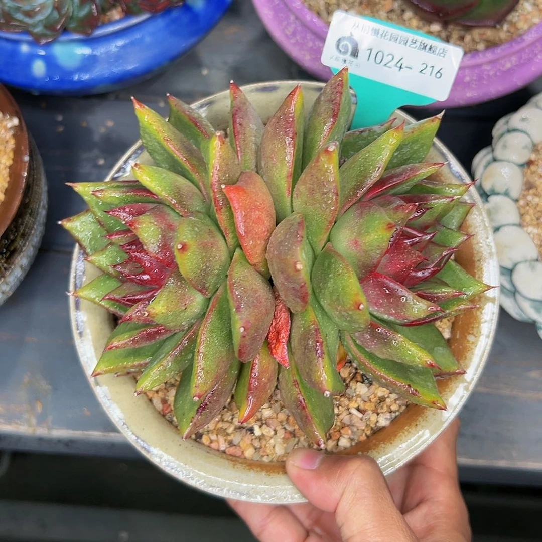 多肉一物一拍1024双头宝石