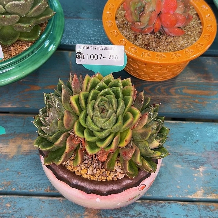 二****儿多肉一物一拍1007-286