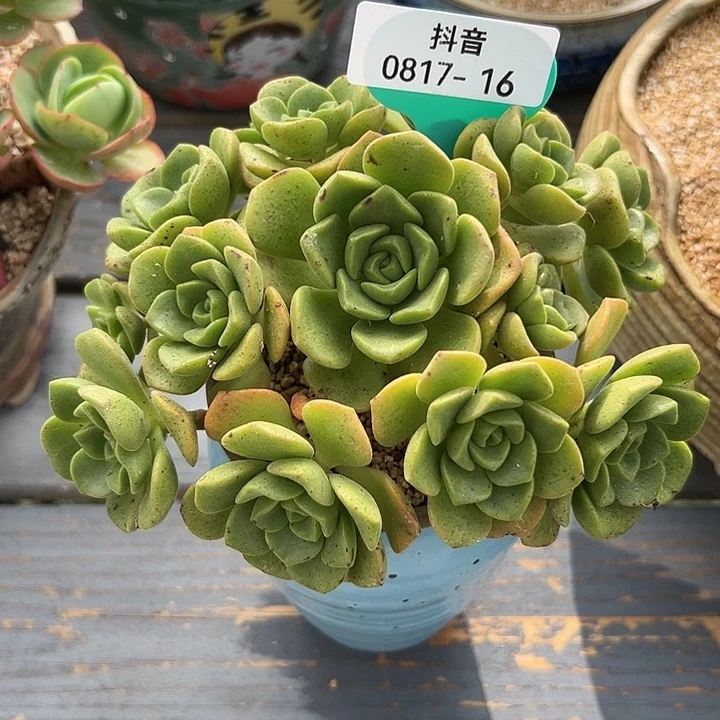从前慢花园多肉编号0817-16