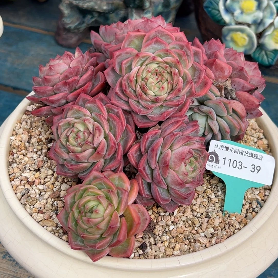 从前慢多肉精选编号1103.39