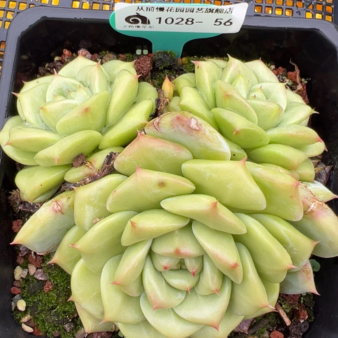 从前慢多肉精选编号1028.56