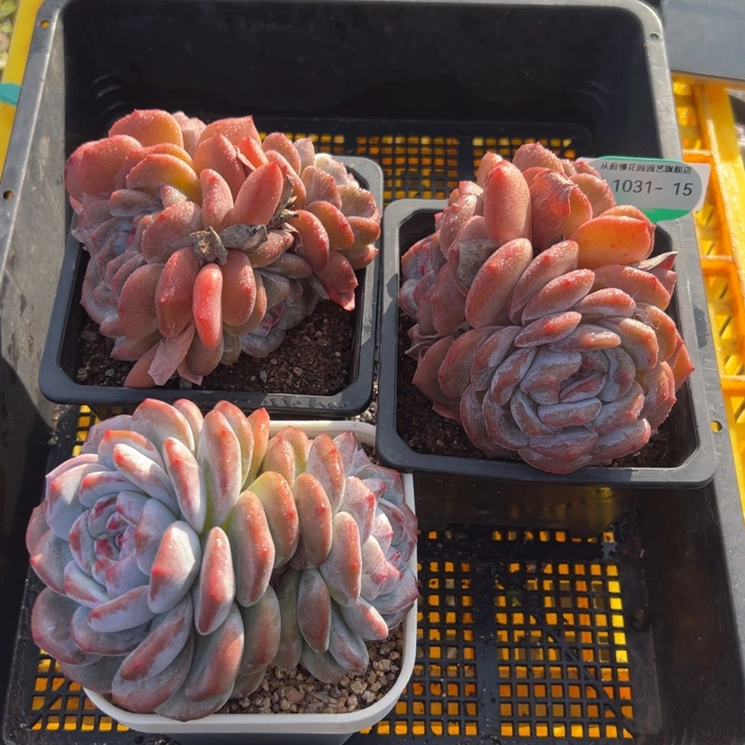 从前慢多肉精选编号1031.15