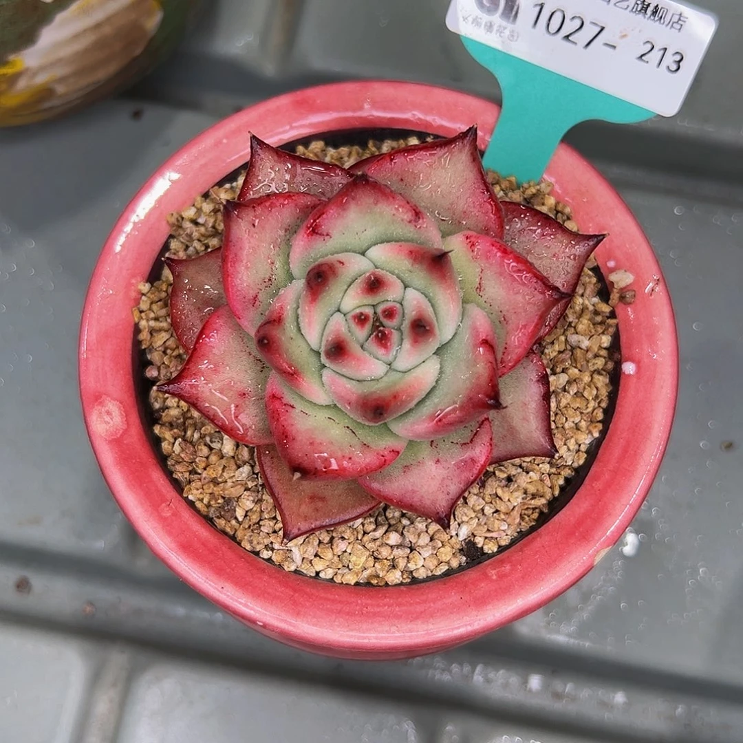 多肉一物一拍1027-213