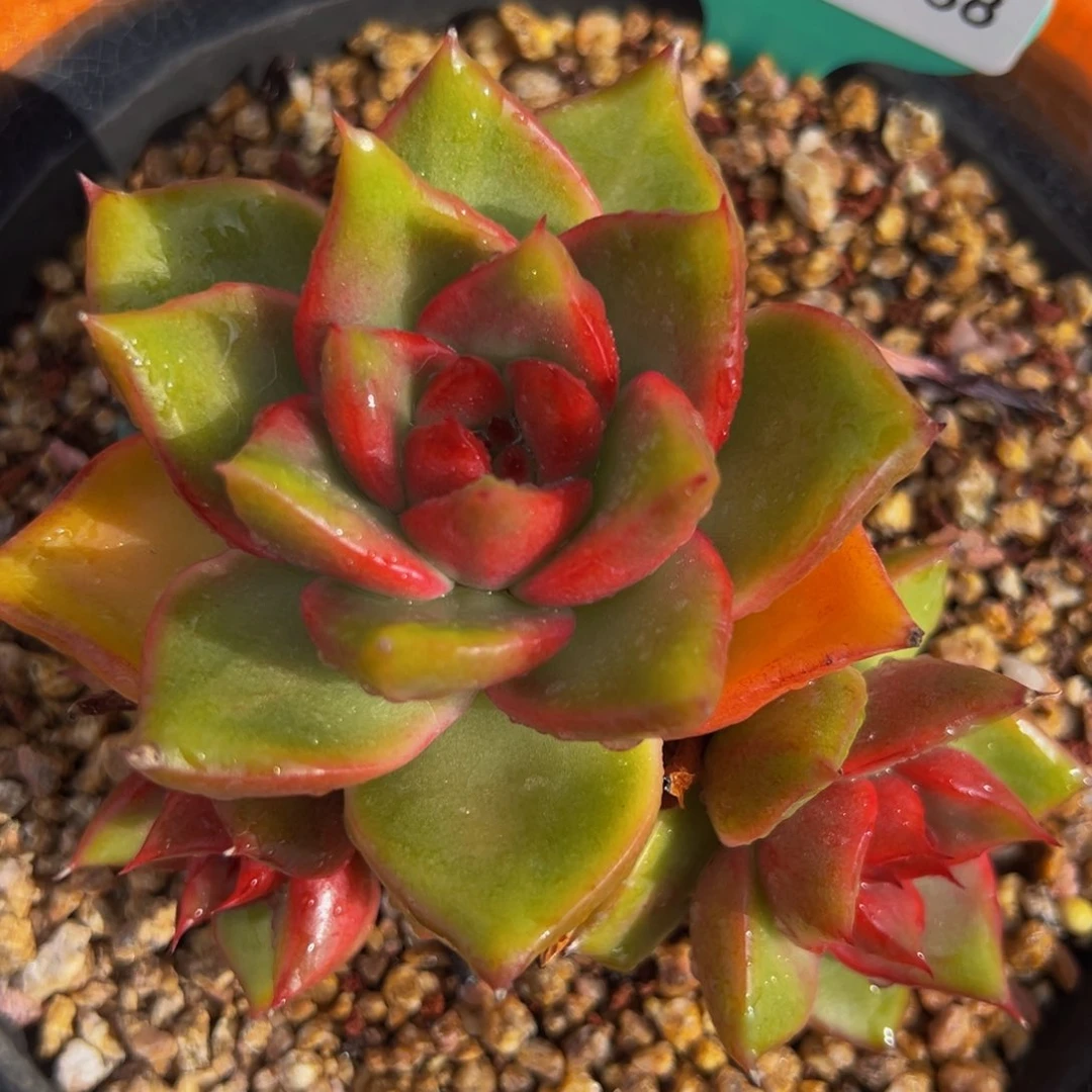 从前慢多肉精选编号1006.38