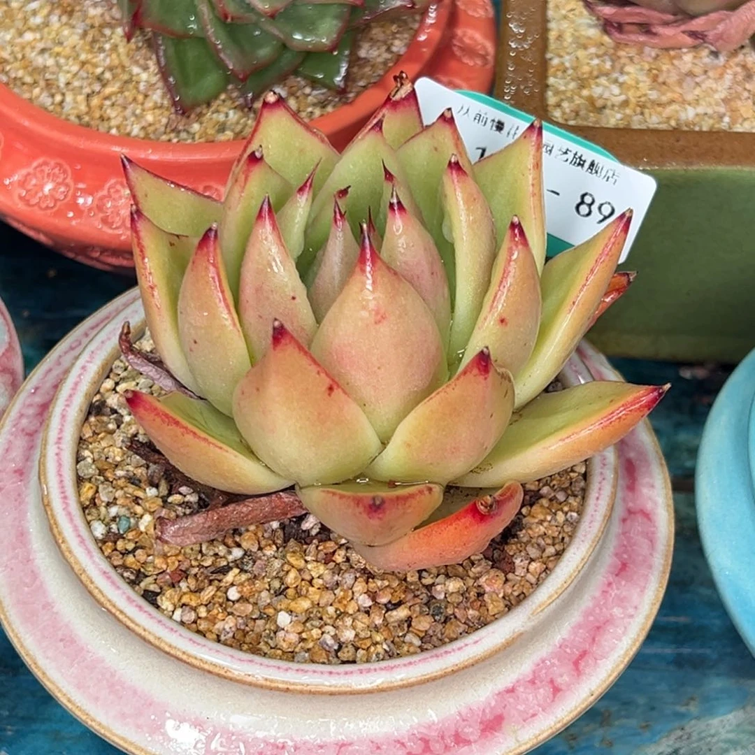 从前慢多肉精选编号1101.89