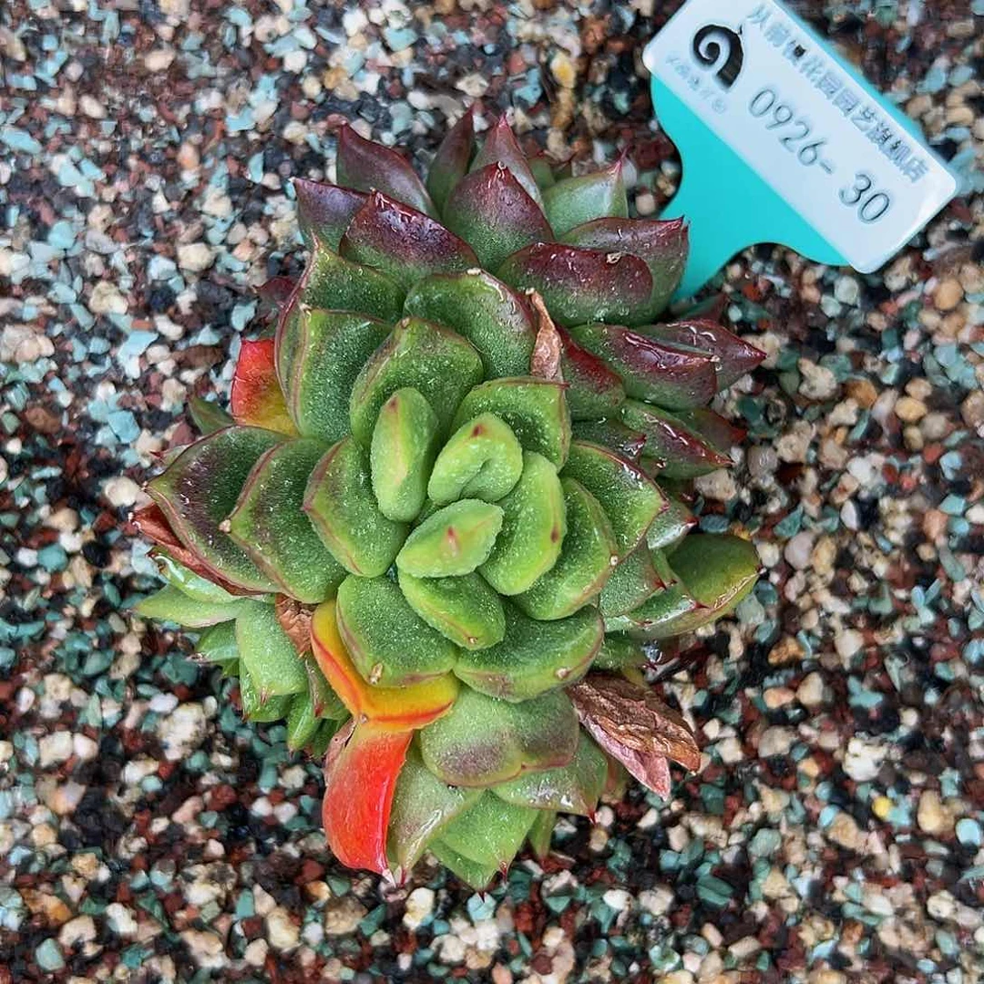 多肉一物一拍0926-30