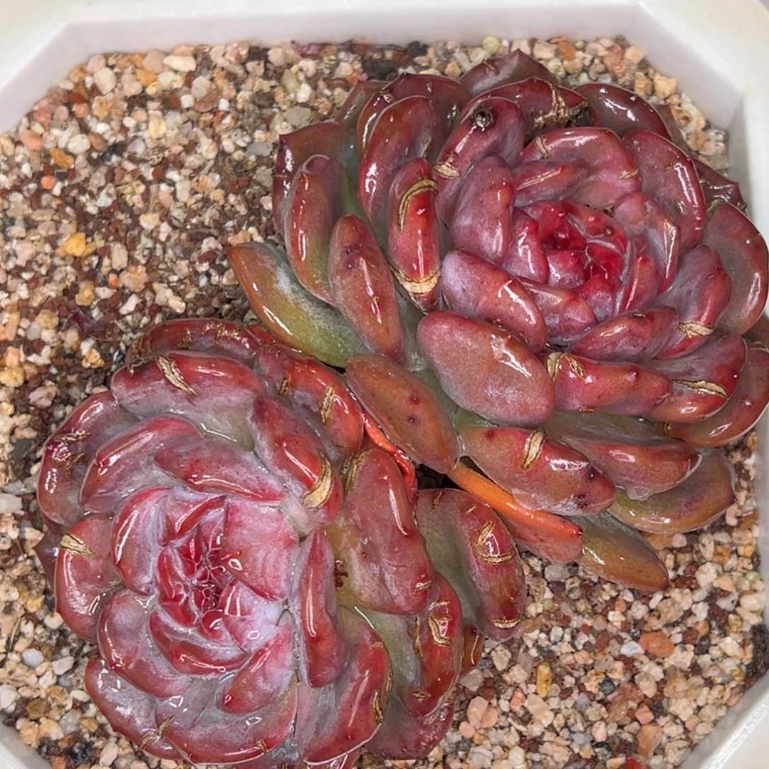 从前慢多肉精选编号1031.124