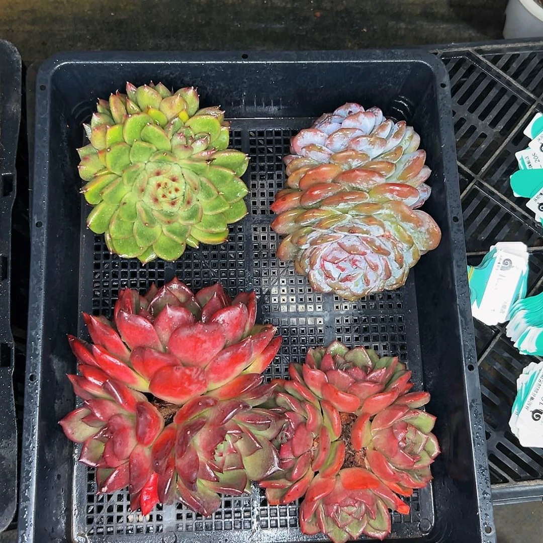 多肉编号1026-227