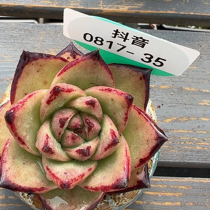 从前慢花园多肉编号0817-35