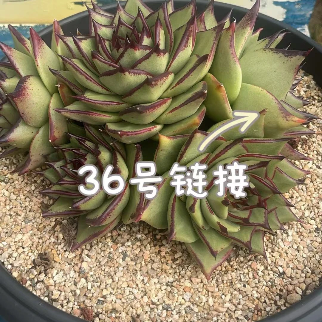 【从前慢花园】   （351-360）多肉直播      36号链接