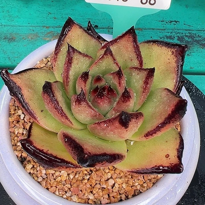 从前慢花园多肉编号0818-68
