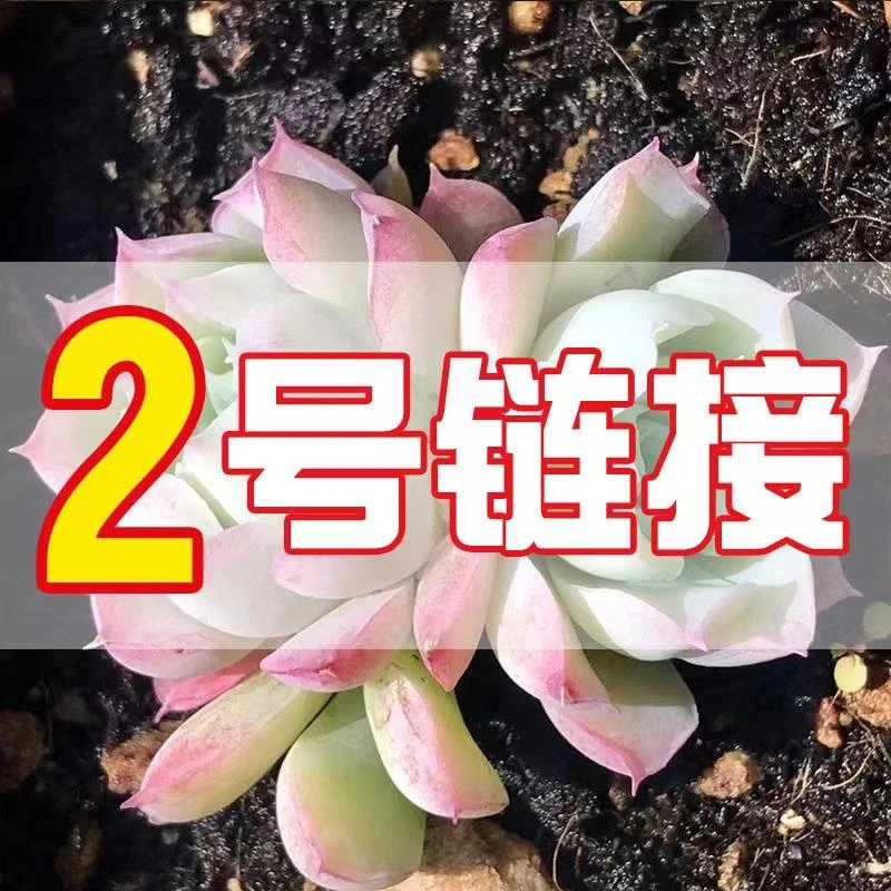 【从前慢花园】 (21-40) 多肉 2号链接