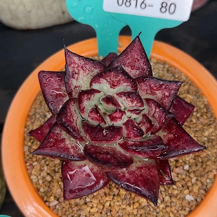 从前慢花园多肉编号0816-80魔王