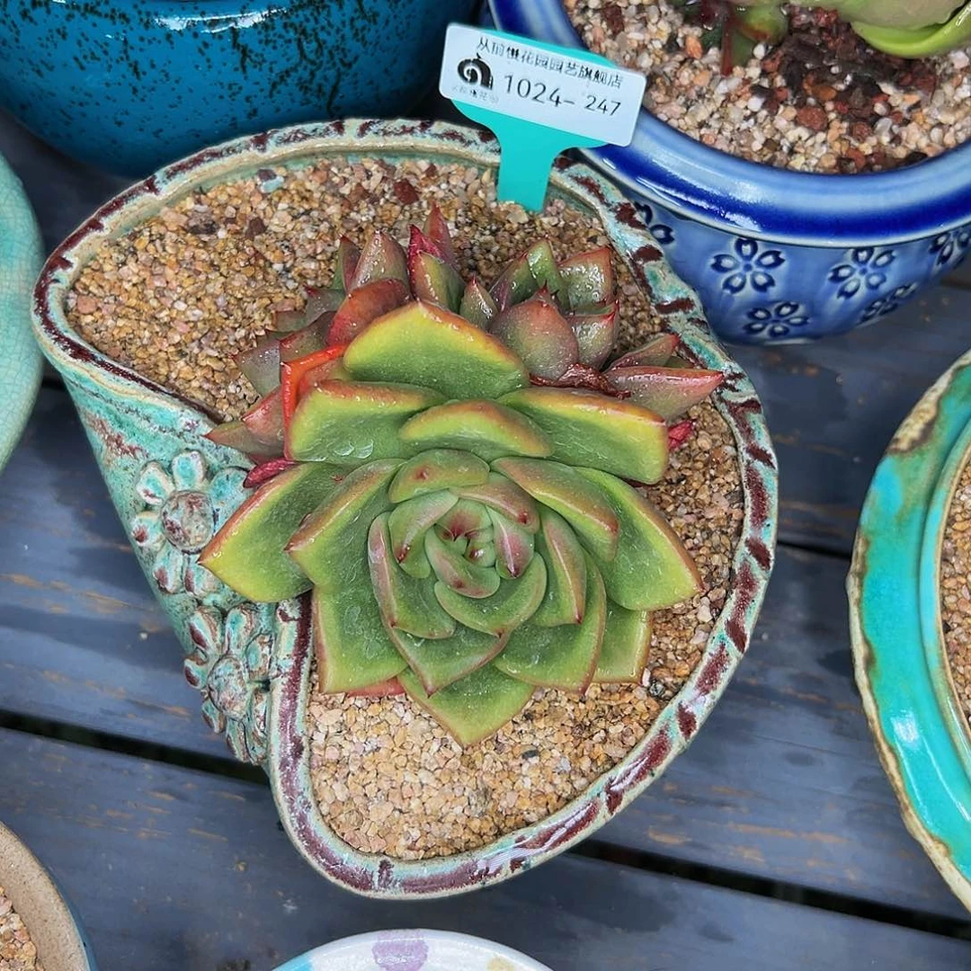 景**至多肉一物一拍1024-247