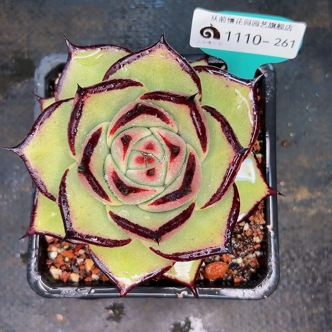 多肉植物编号1110-261