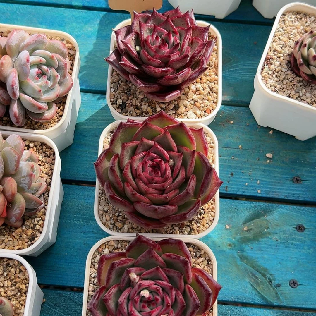 【闪购商品】皮裤多肉