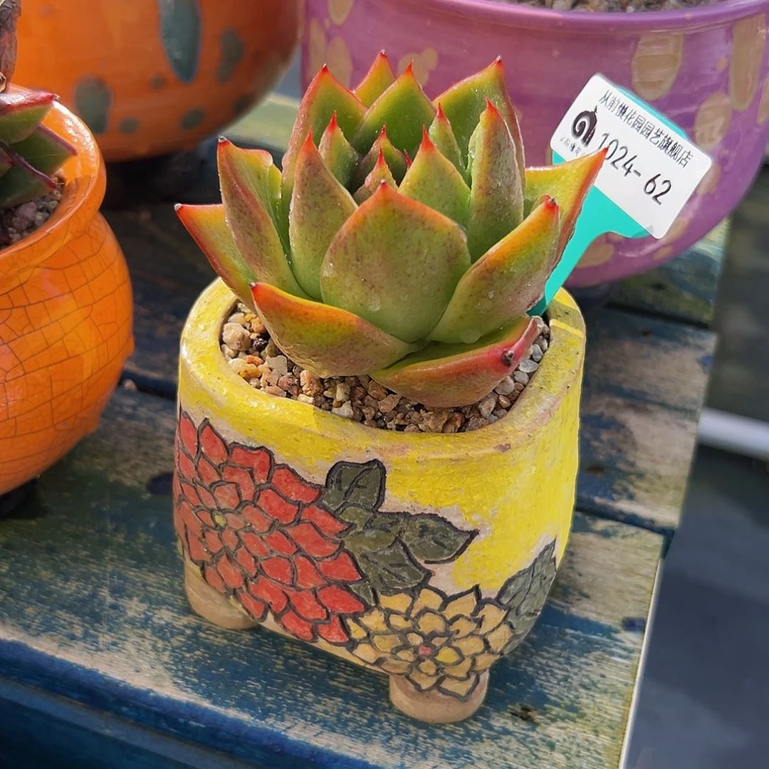 多肉一物一拍编号1024-62