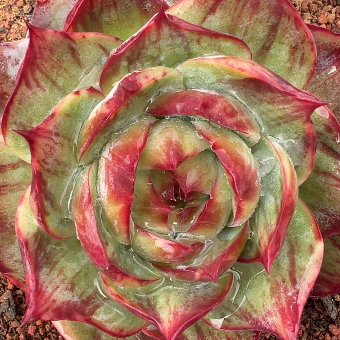 随*?精品多肉编号0923-287