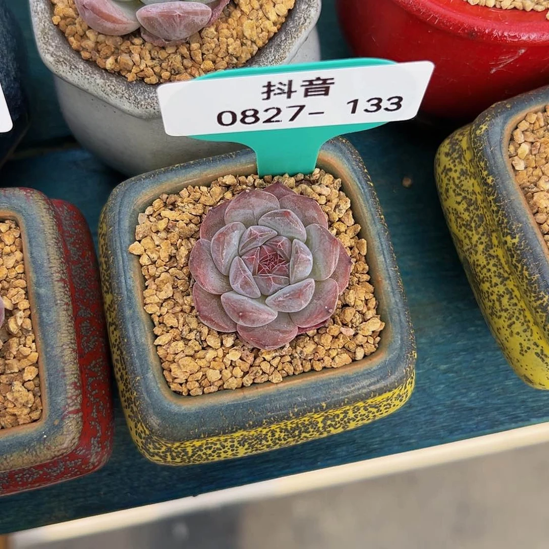 飞**天多肉一物一拍0827-133带盆