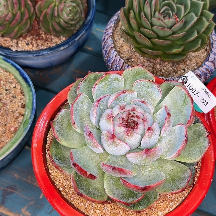 飞**天多肉一物一拍1007-293