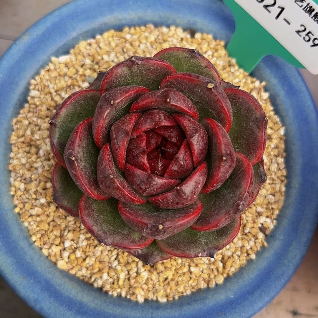 多肉一物一拍编号1022-259