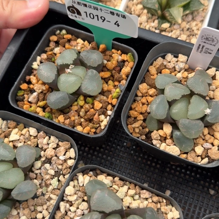 从前慢花园多肉编号1019·04