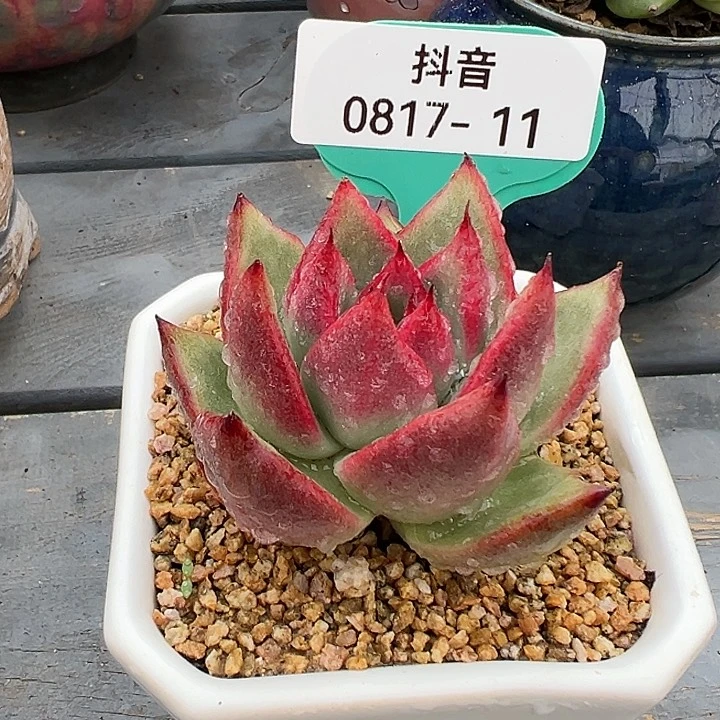 从前慢花园多肉编号0817-11铅笔