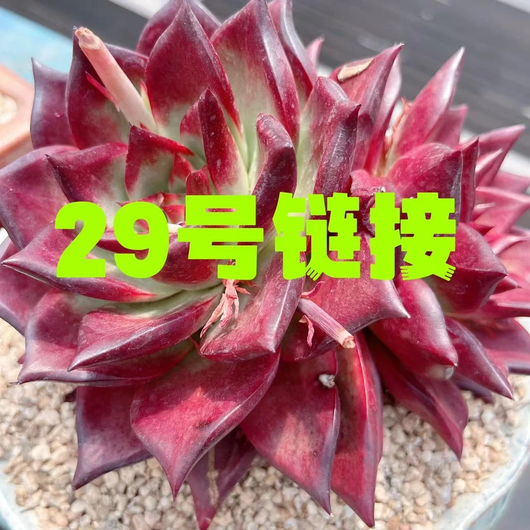 【从前慢花园】 (281-290)多肉直播 29号链接