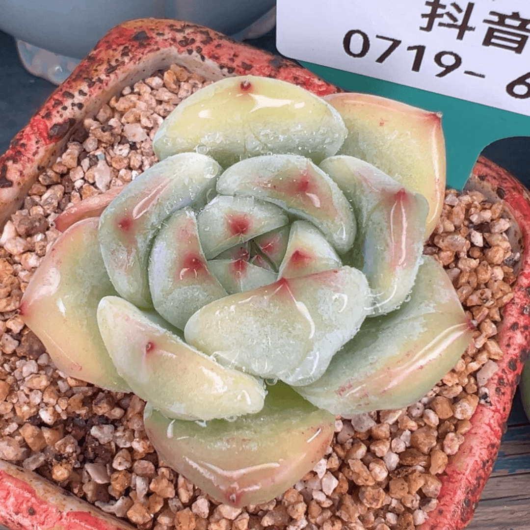 从前慢多肉精选编号0719.64