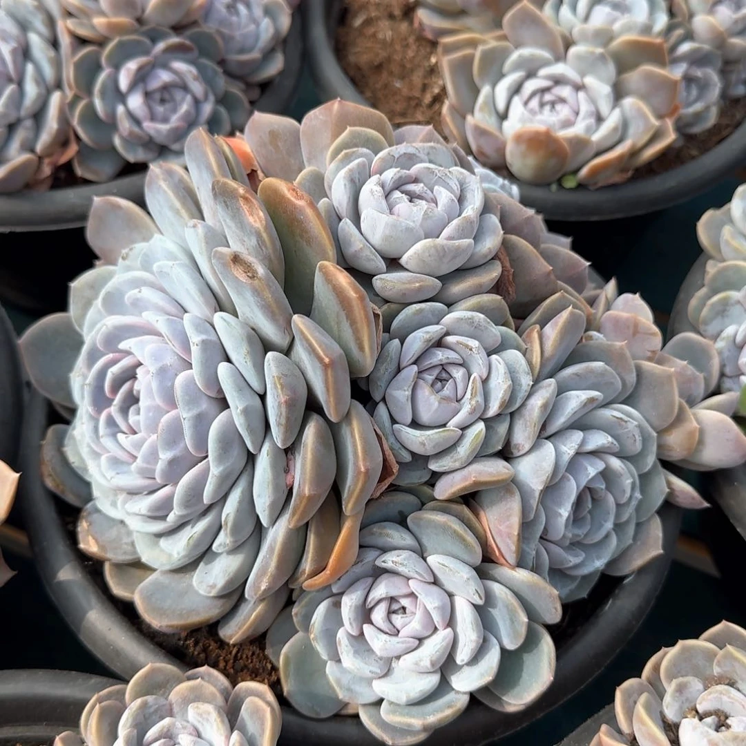 从前慢花园多肉编号1026-27汉堡