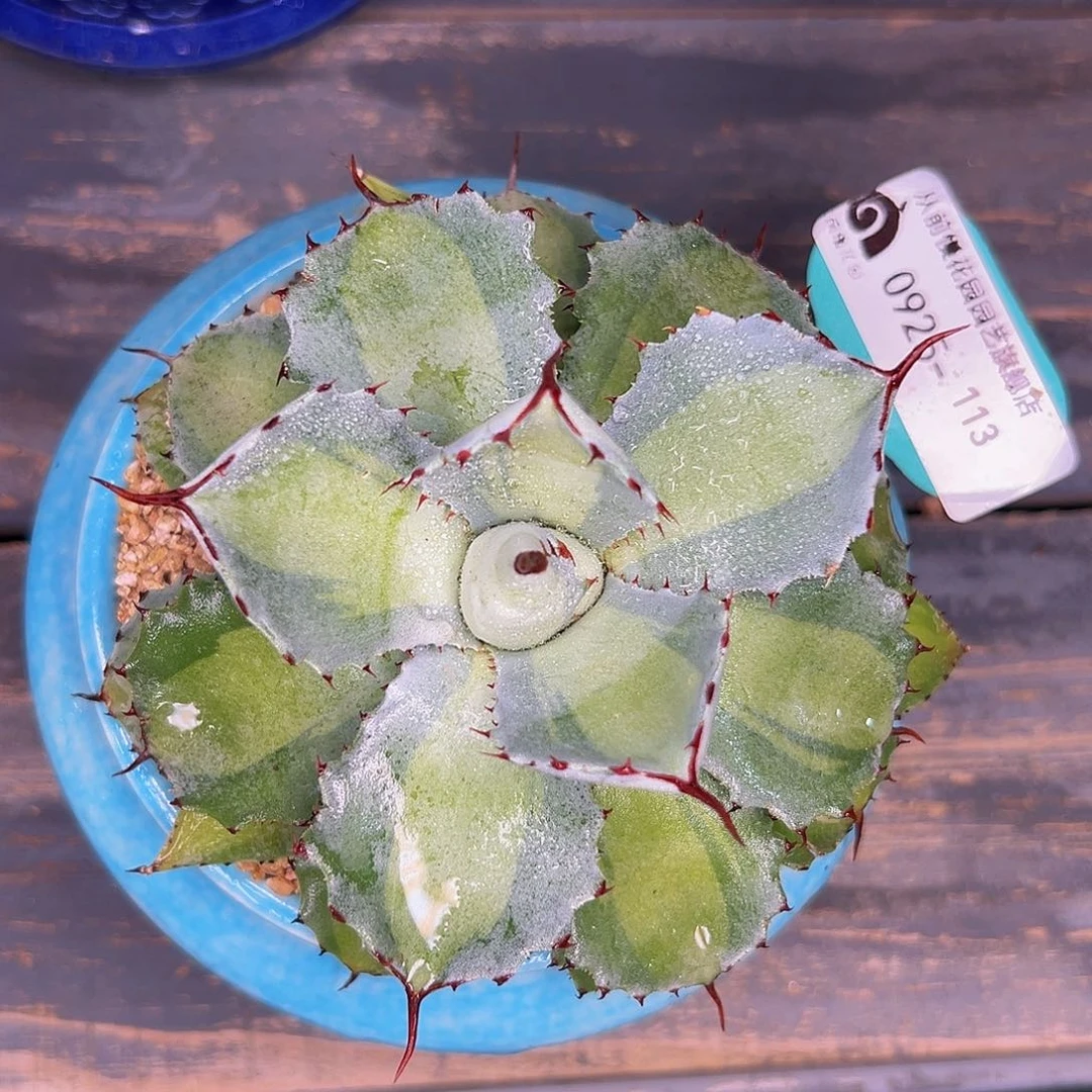 多肉一物一拍0925-113