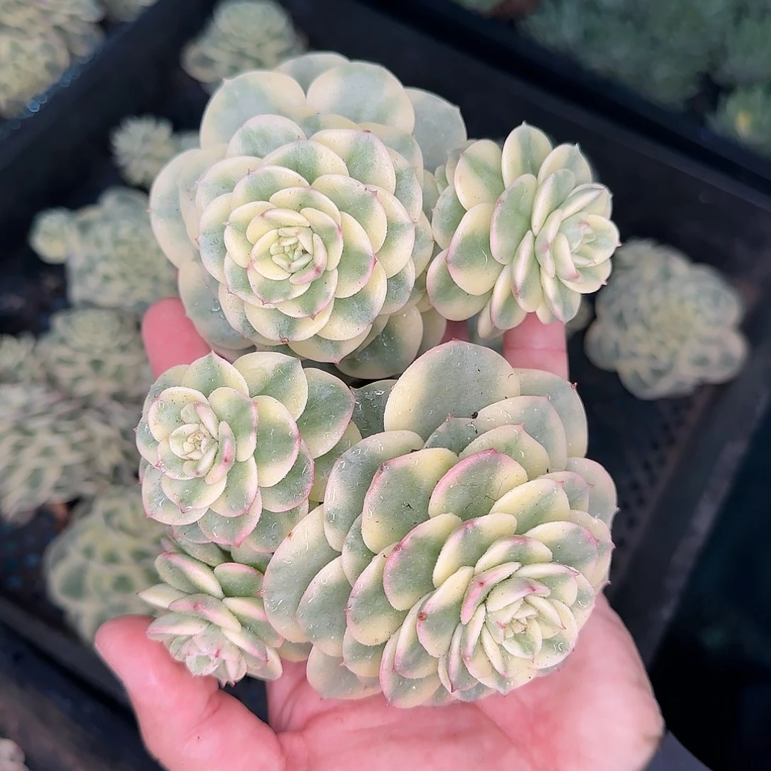 从前慢花园多肉编号腊牡丹锦