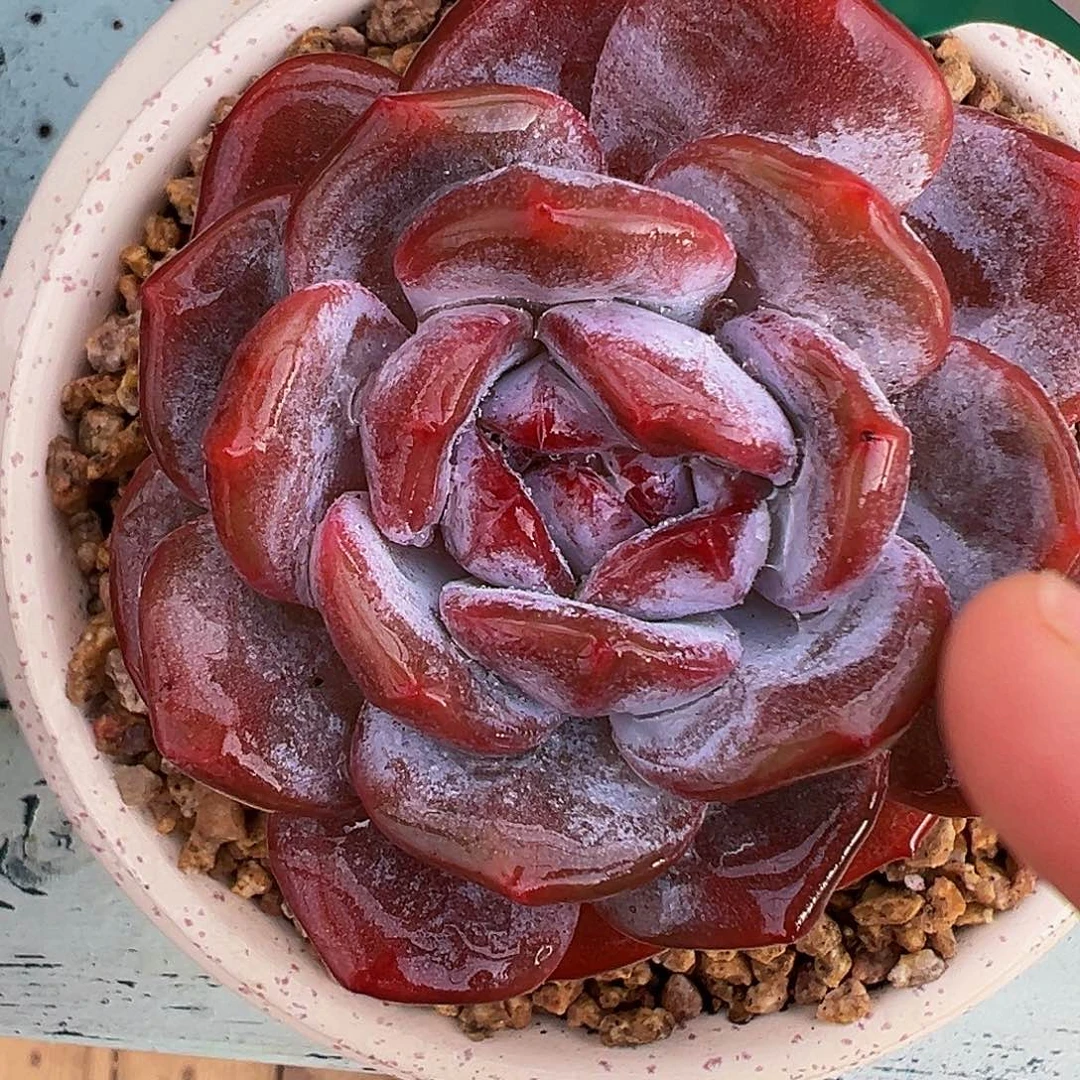 多肉一物一拍编号1022-5