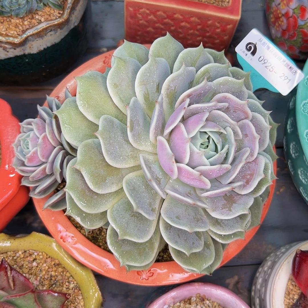 多肉一物一拍0925-291