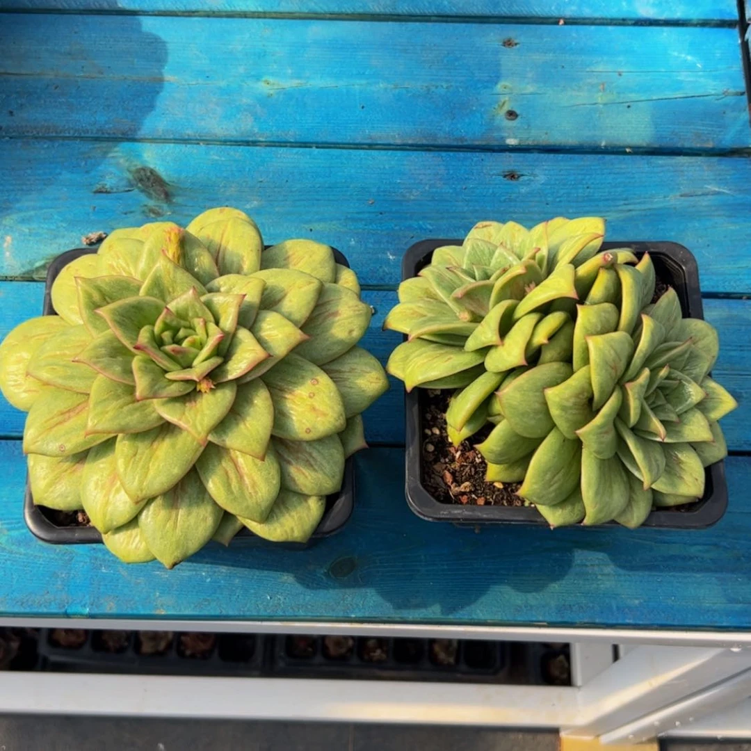 【闪购商品】大蔷薇惊喜