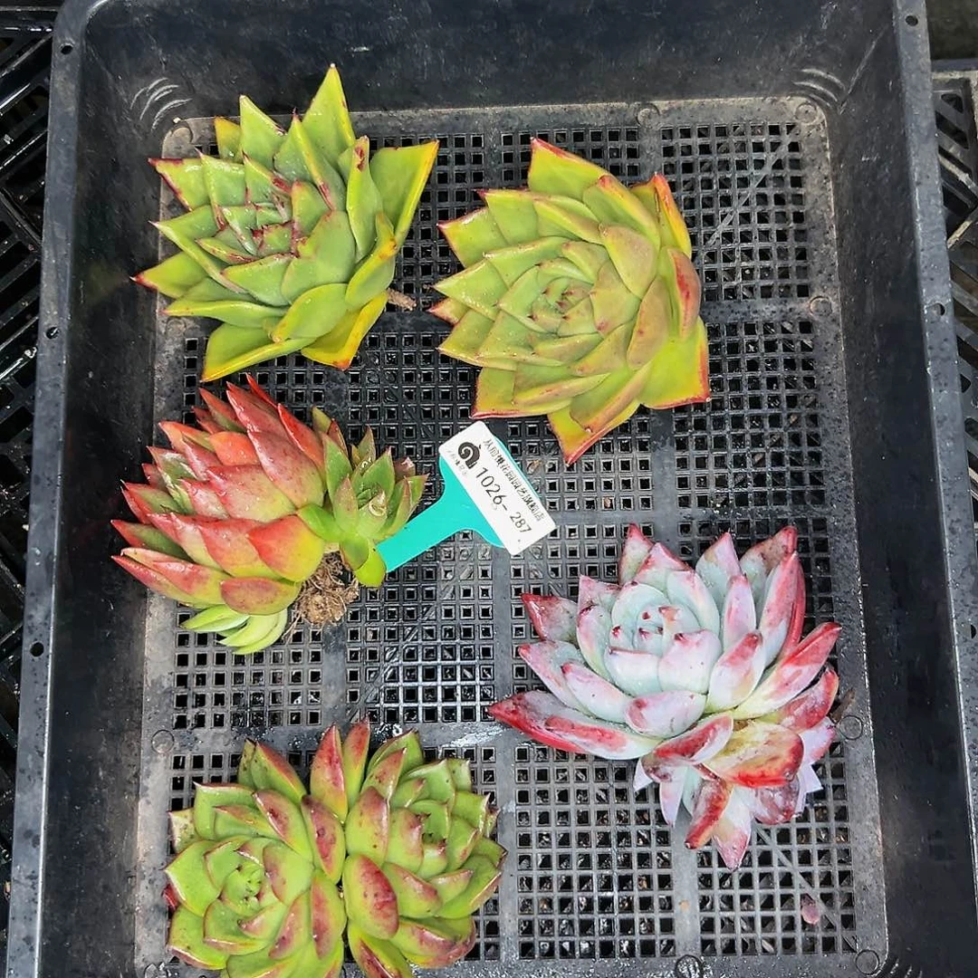 多肉编号1026-287