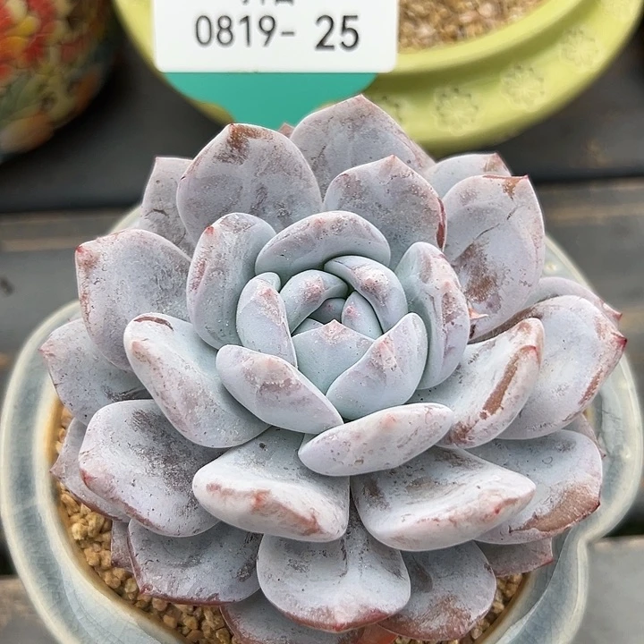 从前慢花园多肉编号0819-25