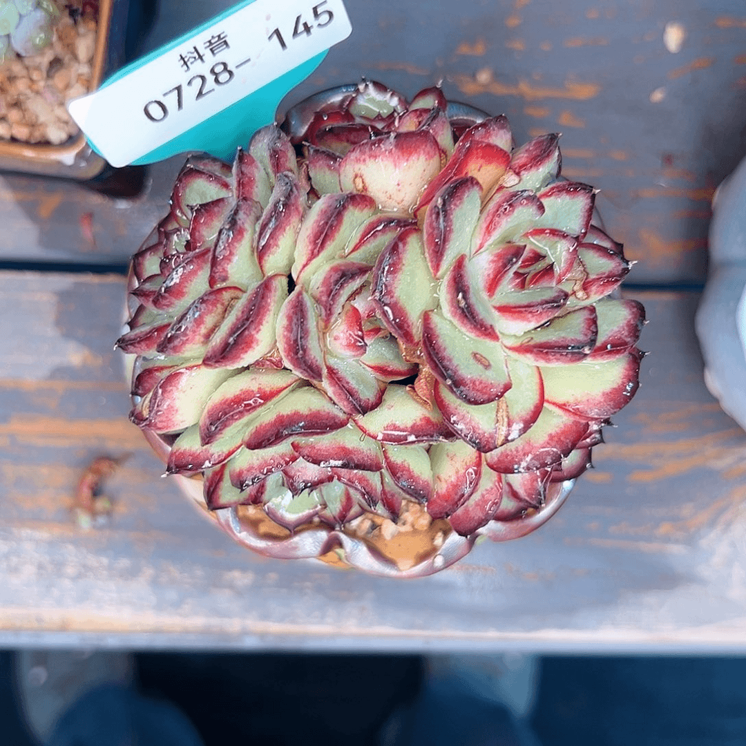 多肉一物一拍0728-145