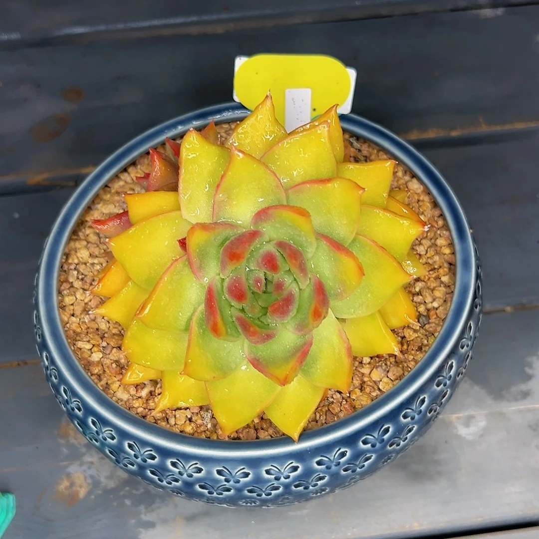 多肉一物一拍1025-欣赏品，黄金万两