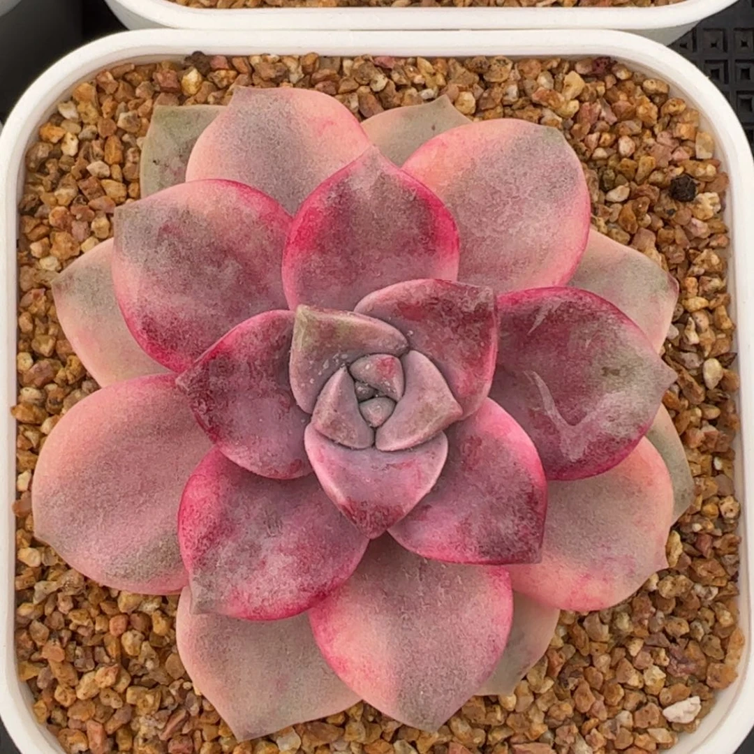 【闪购商品】紫乐锦