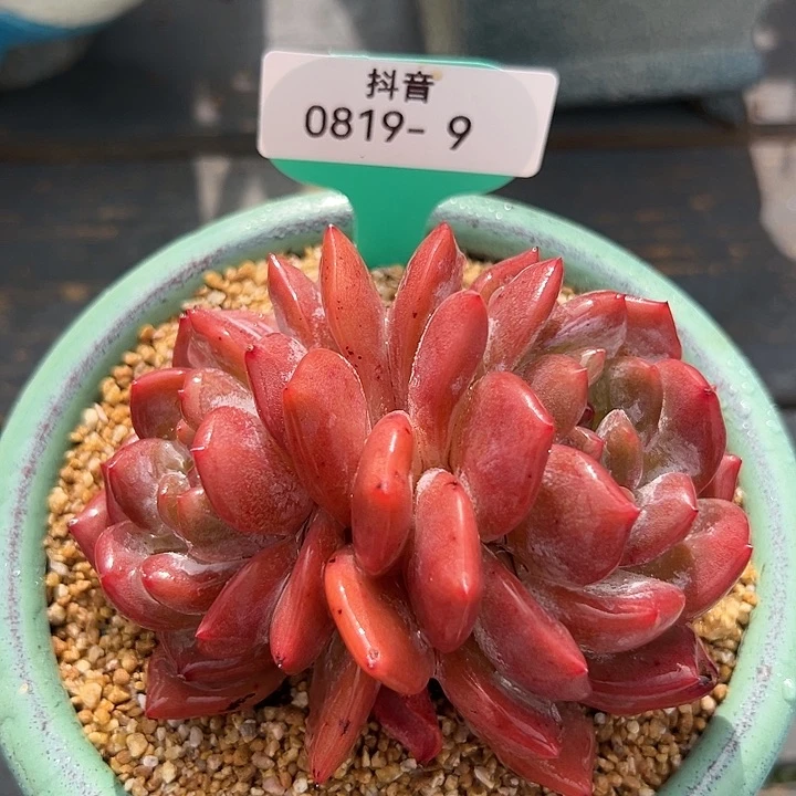 从前慢花园多肉编号0819-9