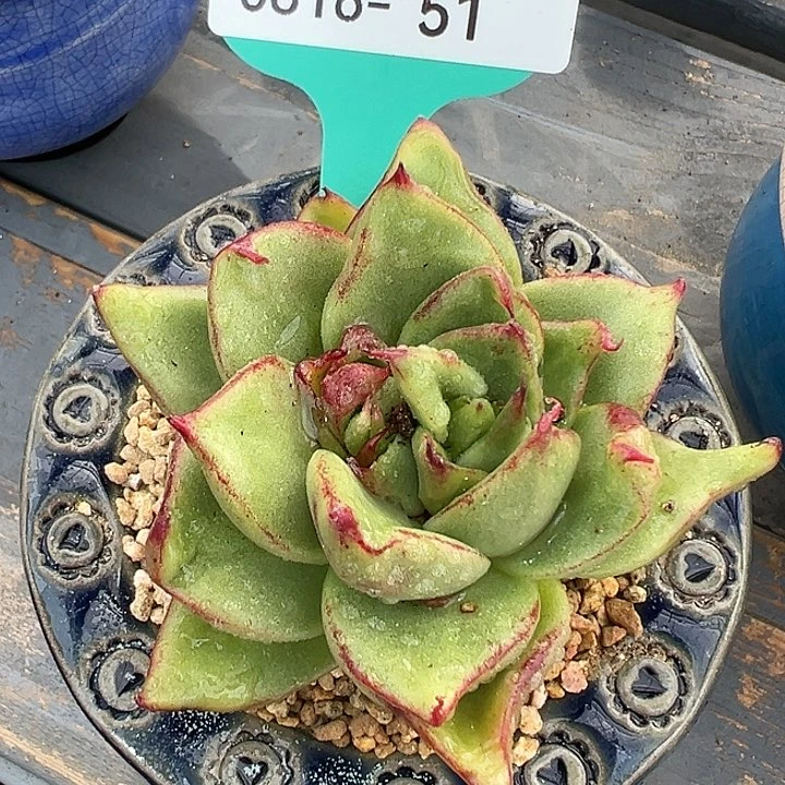 随*?从前慢花园多肉编号0816-51